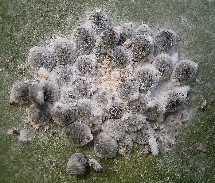 un groupe de cochenilles femelles