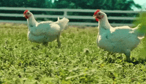 Des poules qui gambadent